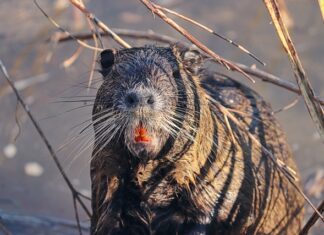 Czy można strzelać do szczurów?