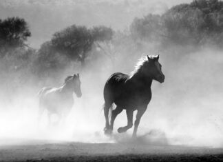 Czy w Legendii można palić?
