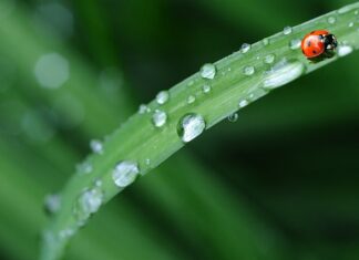 Ile kosztuje pościel w Pepco?
