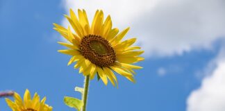 Jakie dodatki do pokoju dziecięcego?