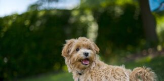 Jaki kocyk na upały?