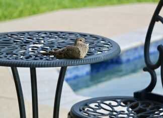 Czy na basenie można mieć buty do wody?