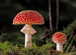 Jak nie złapać grzyba na basenie?